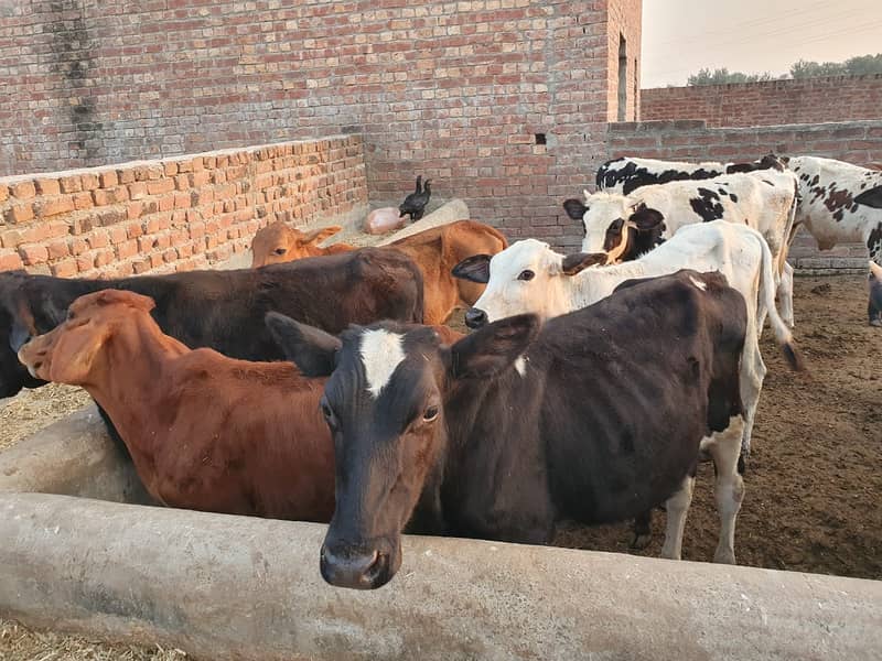 Sahiwal | Freesien | Choltistani | Fateh jangi cross | BULLS | Wacha 4