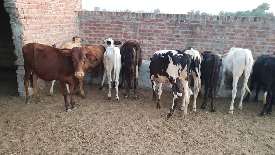 Sahiwal | Freesien | Choltistani | Fateh jangi cross | BULLS | Wacha 12