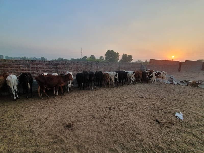 Sahiwal | Freesien | Choltistani | Fateh jangi cross | BULLS | Wacha 13