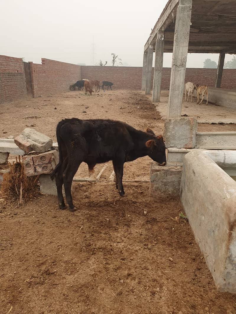 Sahiwal | Freesien | Choltistani | Fateh jangi cross | BULLS | Wacha 16