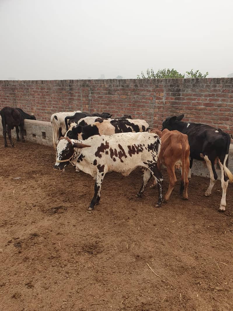 Sahiwal | Freesien | Choltistani | Fateh jangi cross | BULLS | Wacha 17