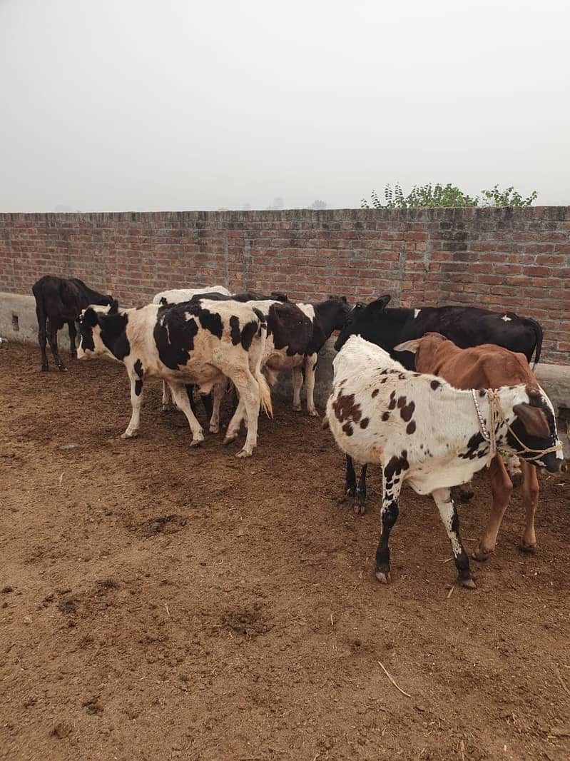 Sahiwal | Freesien | Choltistani | Fateh jangi cross | BULLS | Wacha 18