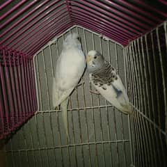 Budgie pair with Cage