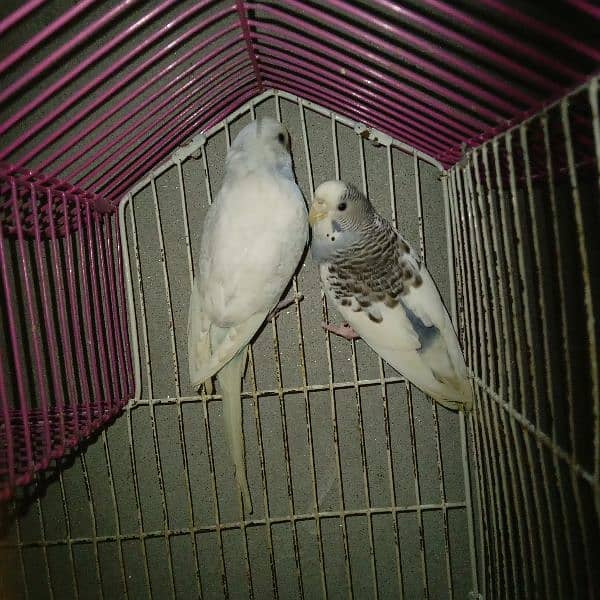 Budgie pair with Cage 0