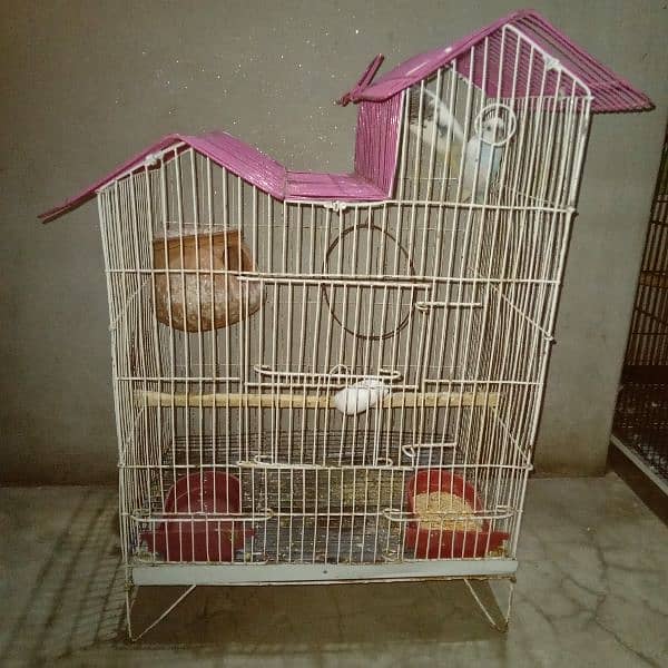 Budgie pair with Cage 1