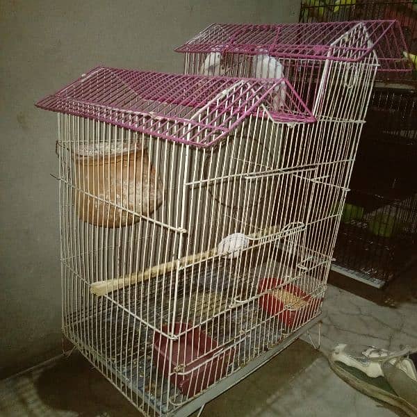 Budgie pair with Cage 2