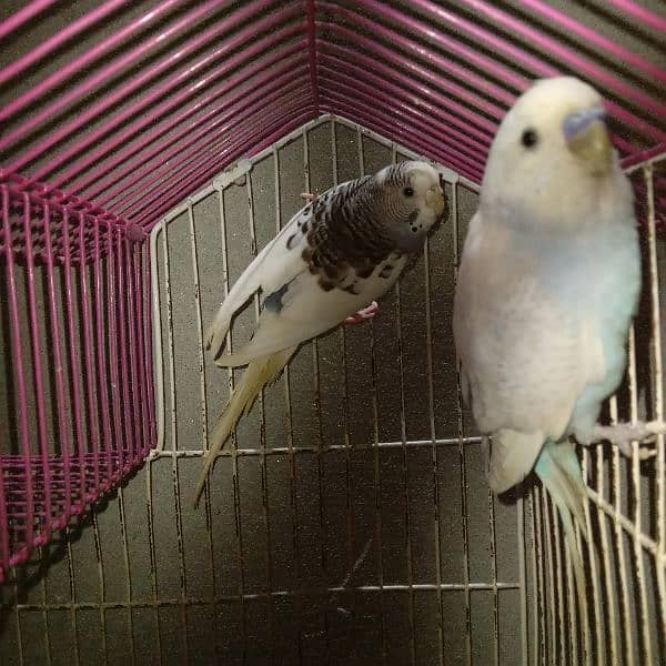 Budgie pair with Cage 3