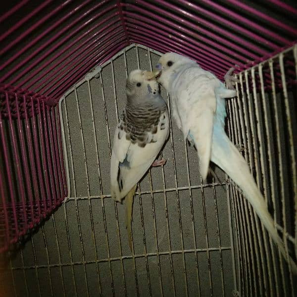 Budgie pair with Cage 4