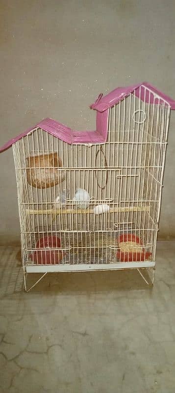 Budgie pair with Cage 5