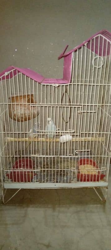 Budgie pair with Cage 6