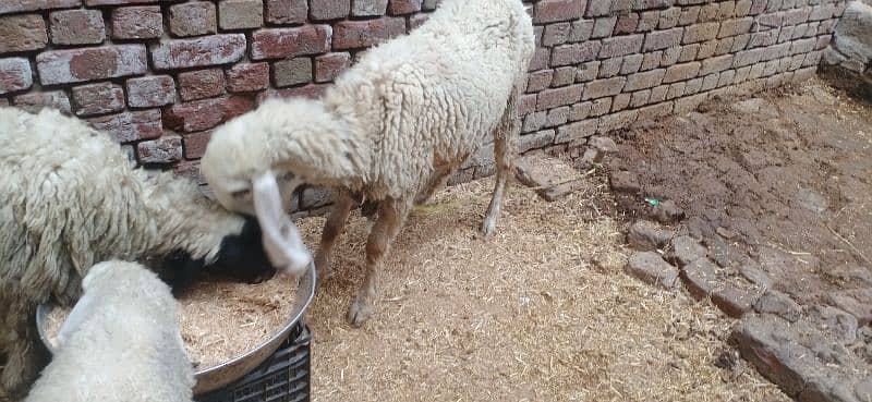 sheep for sale with a beautiful male kid 1