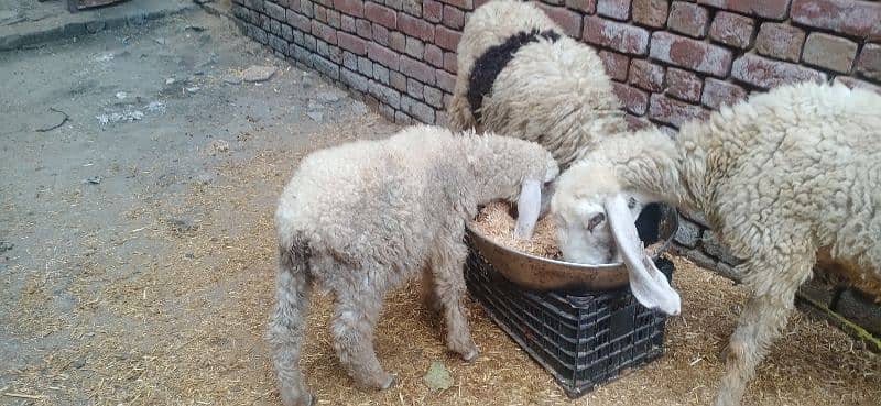 sheep for sale with a beautiful male kid 2