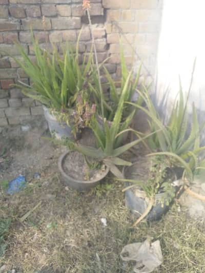 Aloe vera
