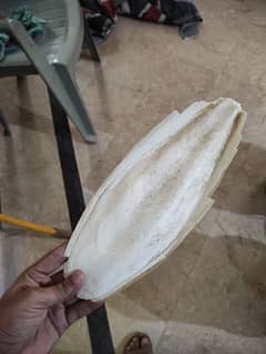 cuttlefish bone samundri jhag