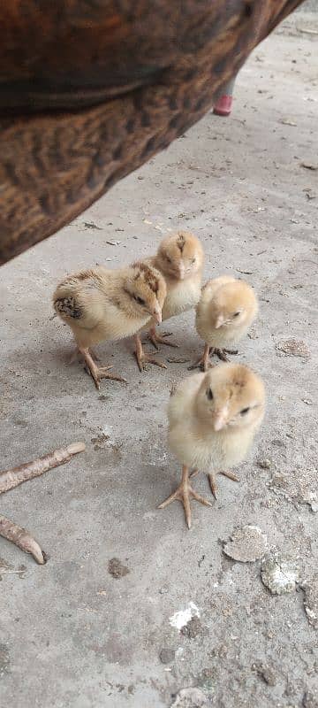 Aseel Chicks VIP Sindhi Breed 7 days age 0