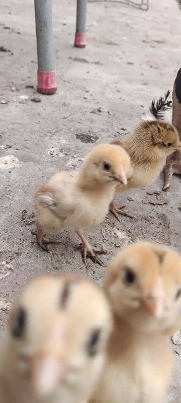 Aseel Chicks VIP Sindhi Breed 7 days age 1