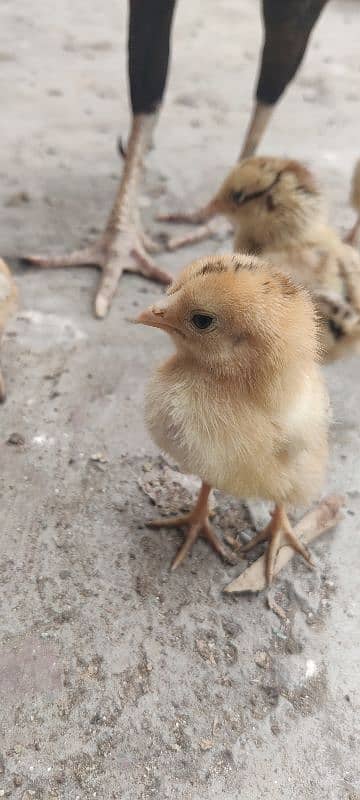 Aseel Chicks VIP Sindhi Breed 7 days age 3