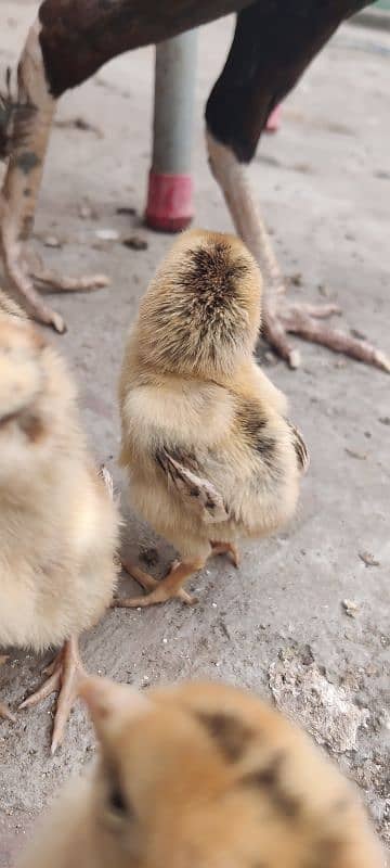 Aseel Chicks VIP Sindhi Breed 7 days age 4