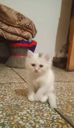 Kitten cat/white kitten/kitten lover /kitten for sale/lahore