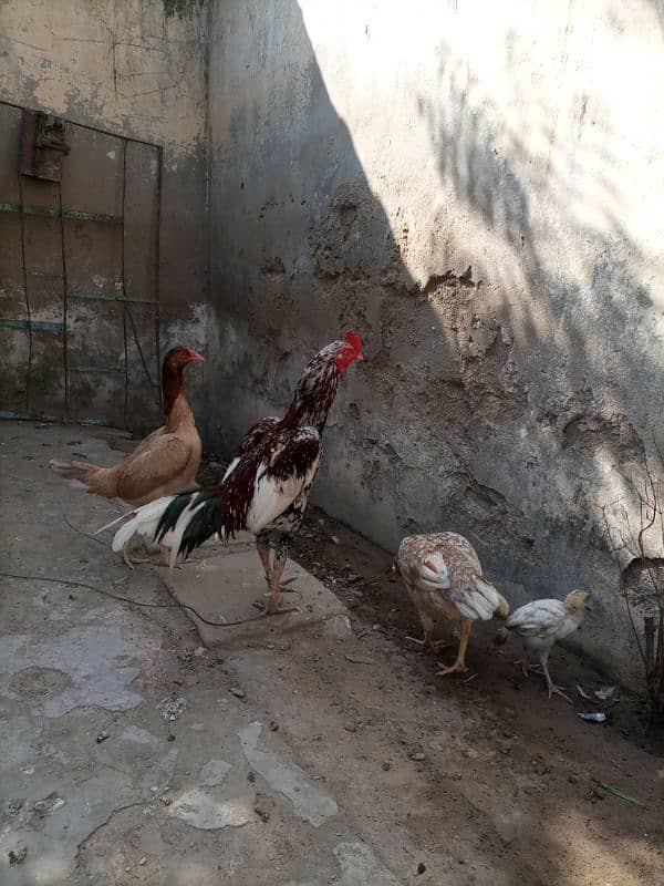 Aseel pair ,and Aseel hen with chick for sale. 0