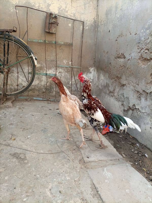 Aseel pair ,and Aseel hen with chick for sale. 1