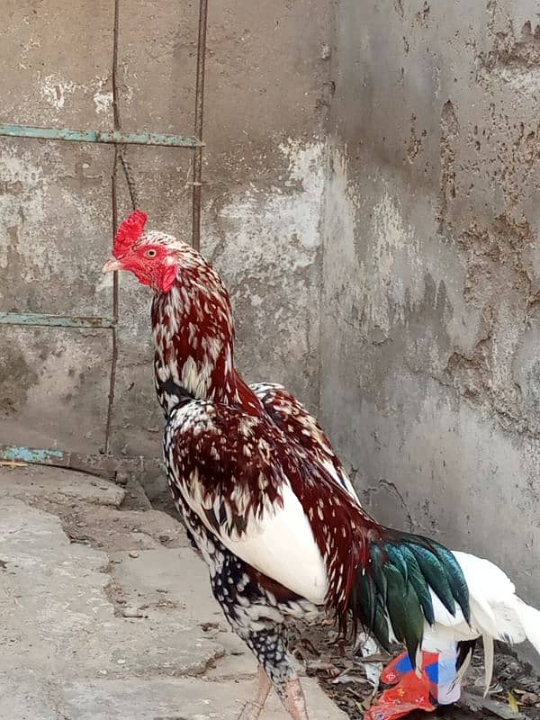 Aseel pair ,and Aseel hen with chick for sale. 2