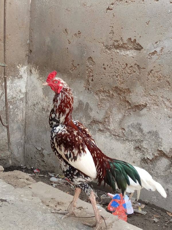 Aseel pair ,and Aseel hen with chick for sale. 3