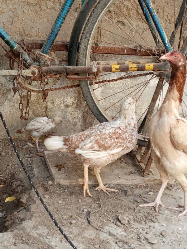 Aseel pair ,and Aseel hen with chick for sale. 4