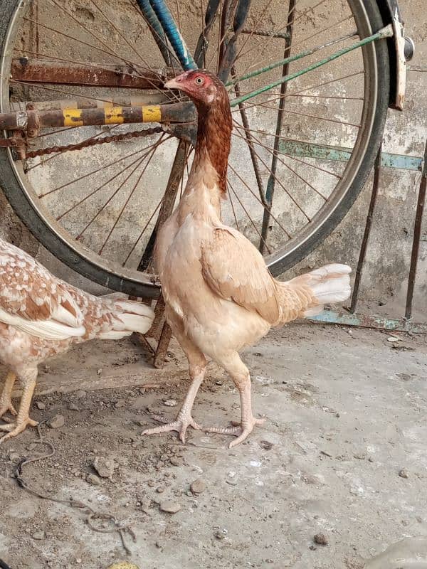 Aseel pair ,and Aseel hen with chick for sale. 5