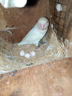 Albino Red eye Confirm breeder pair with eggs on 2nd clutch .