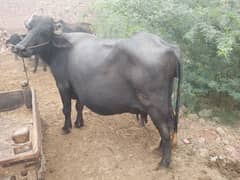 Buffalo / Neeli-Buffalo/  / بھینس /