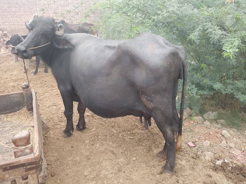 Tazi sai Buffalo / Neeli/  / بھینس / 0