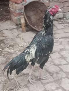 Desi murga/ Desi Rooster/ golden misri/ Aseel murga