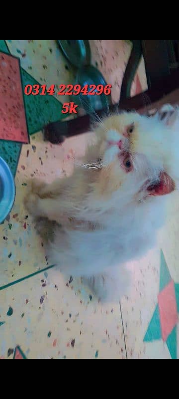 Persian male cat Piki Mating/Stud Peeki 3