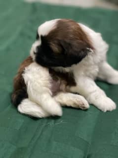 Shihtzu