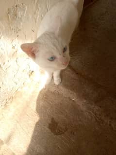 blue eyes white cat