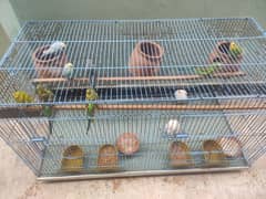 4 pairs of budgie without cage