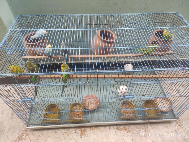 4 pairs of budgie without cage 0