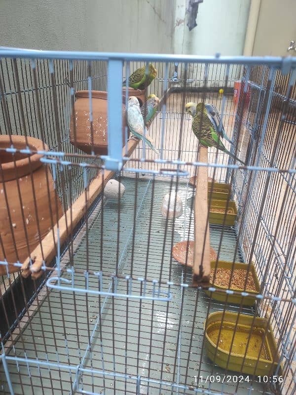 4 pairs of budgie without cage 1