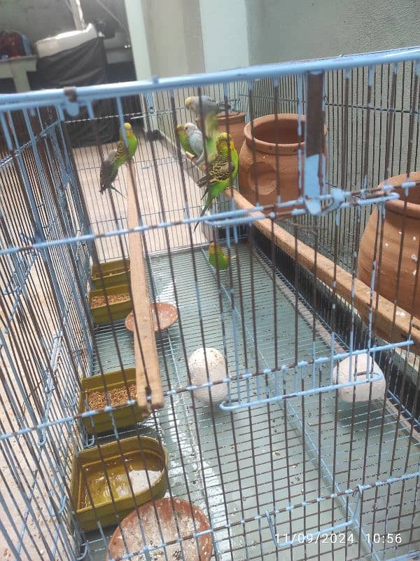 4 pairs of budgie without cage 2