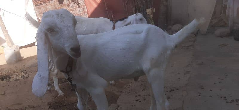 3.5 ham ka hi Rajnpuri bakra. . . . 1