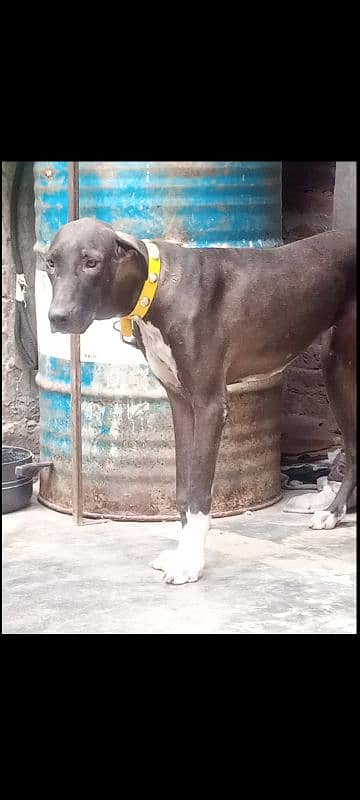 bully female for sale 1