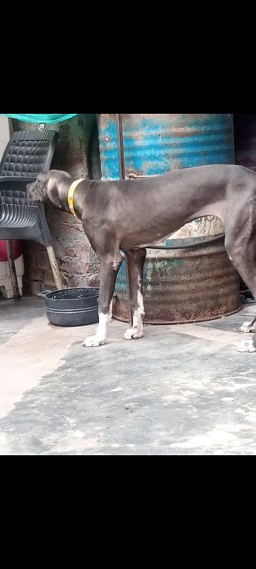 bully female for sale 2