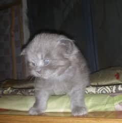 persian cat for sale