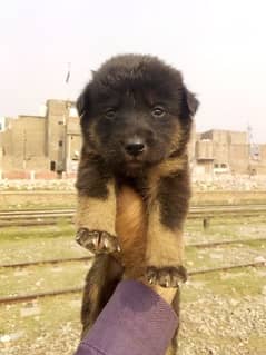 German Shepherd double coat female for sale