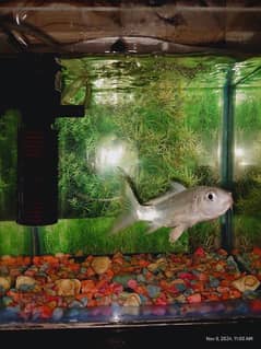 White Koi Carp with Aquarium