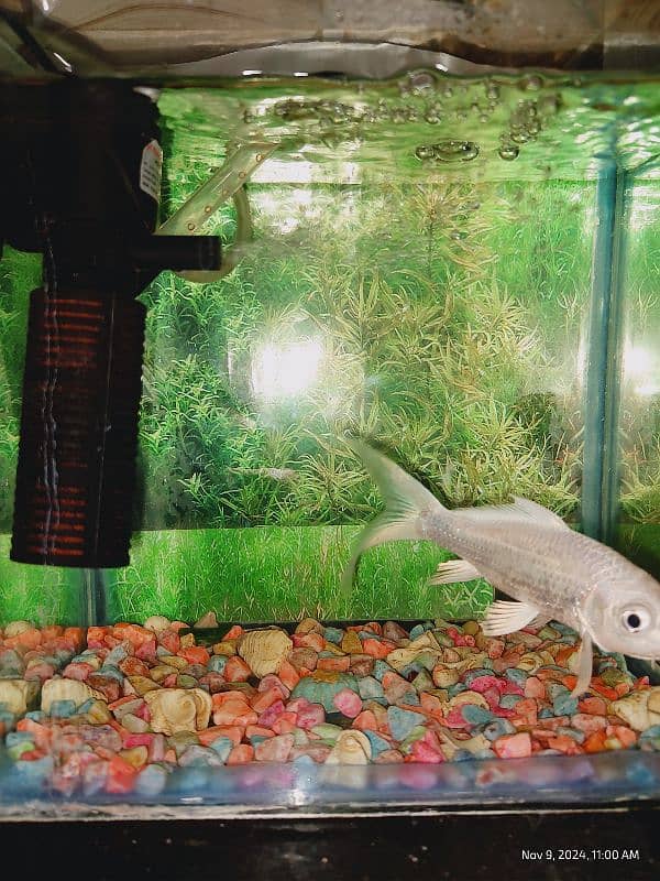 White Koi Carp with Aquarium 2