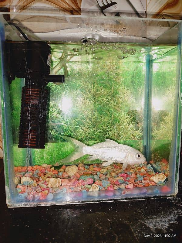 White Koi Carp with Aquarium 4