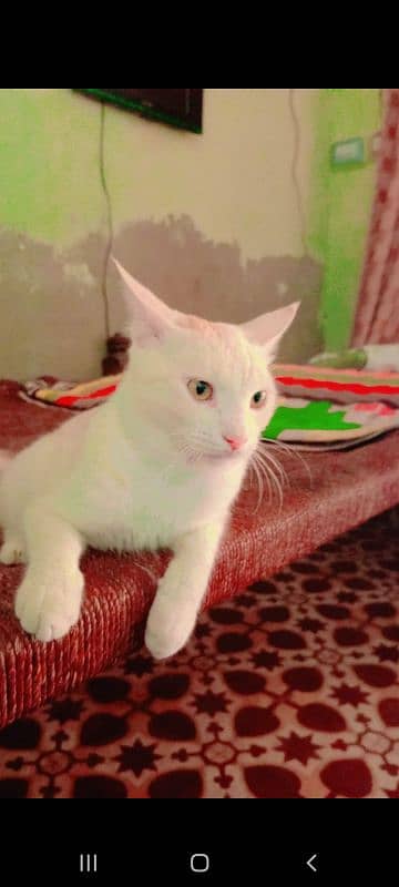 persian male cat available 1