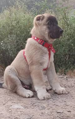 Turkish kangal